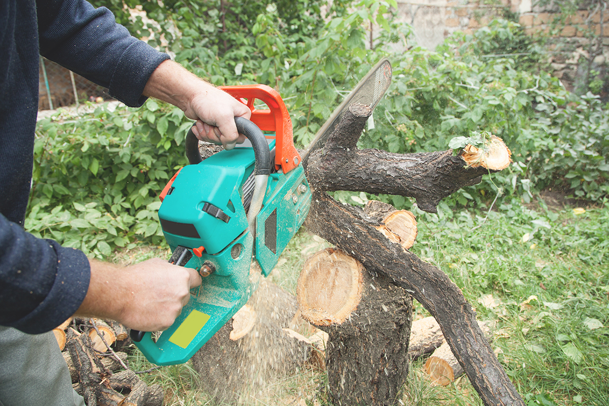 Get Rid of Unwanted Trees and Improve Your Property AppealBlog