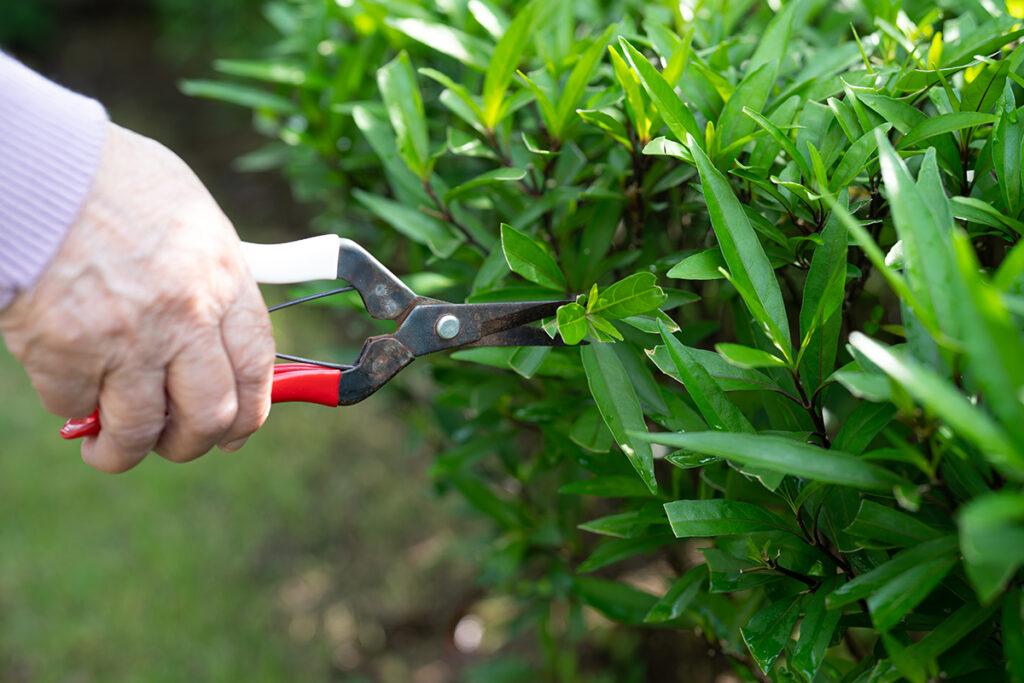 Discover All the Benefits of Tree & Shrub Pruning