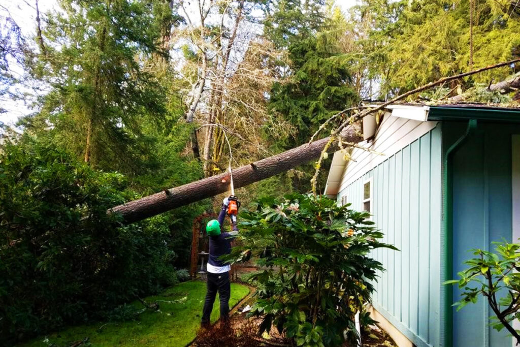 Tacoma Tree Services – Learn Steps to Care