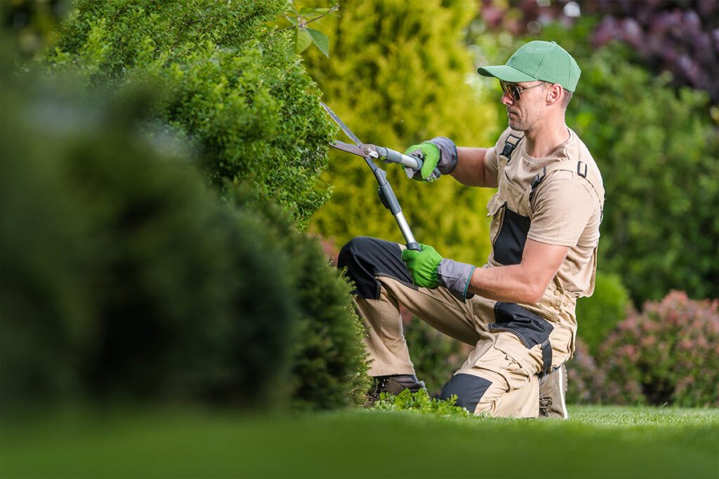 Signs That You Need to Hire a Shrub Pruning/Removal Service Professional