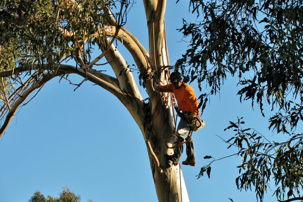 Expert Arborist Services in Tacoma to Transform Your Landscape