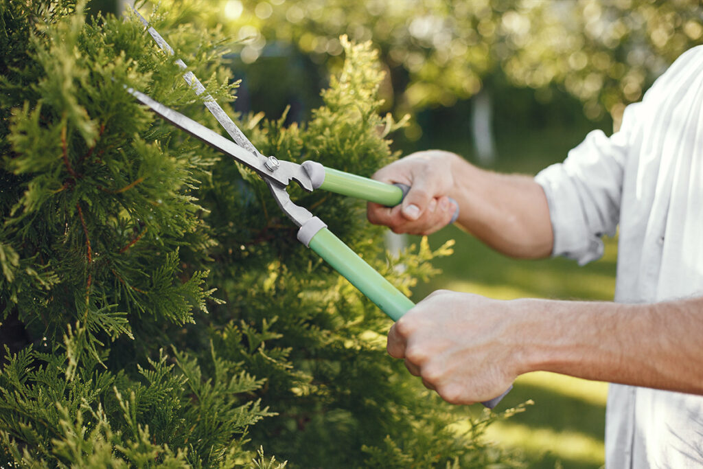 Why Is It Important to Trim Your Trees?