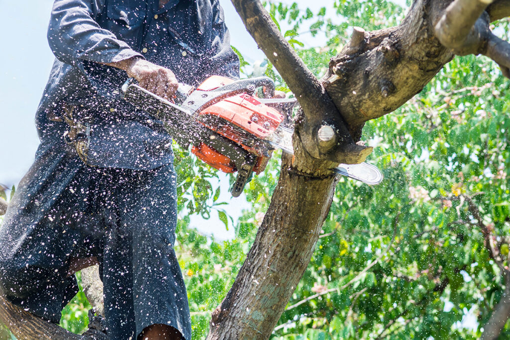 How to Choose the Best Arborist for Tree Services in Tacoma, WA