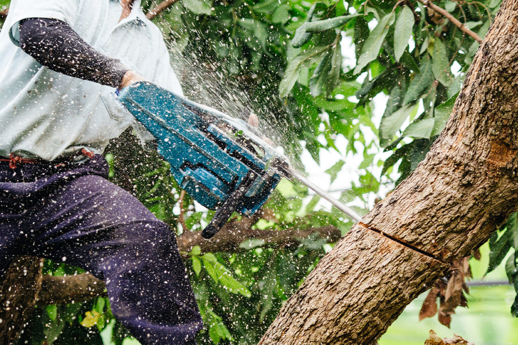 Top Tree Services in Tacoma, WA,