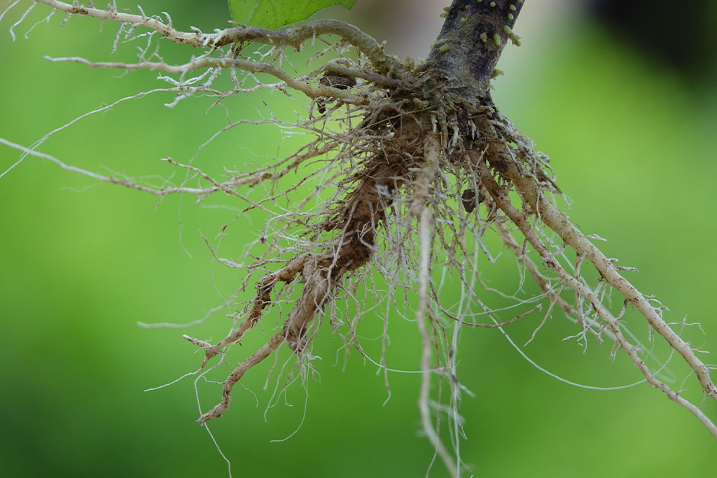 Spot and Treat Tree Root Rot Easily