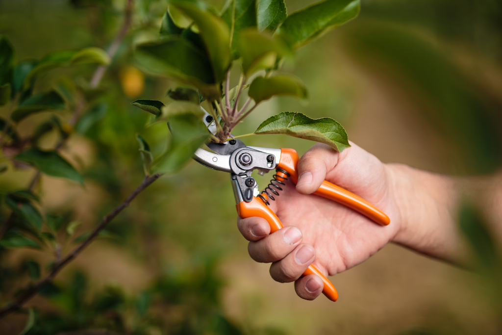 Easy Tree and Shrub Pruning Tips for Summer Care