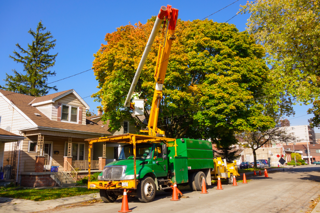 Summer Tree & Shrub Removal Timing Guide