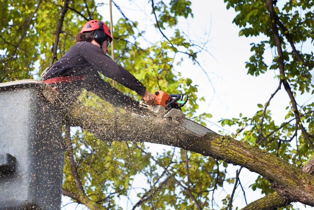 Tacoma Tree Removal Rules Every Homeowner Should Know    