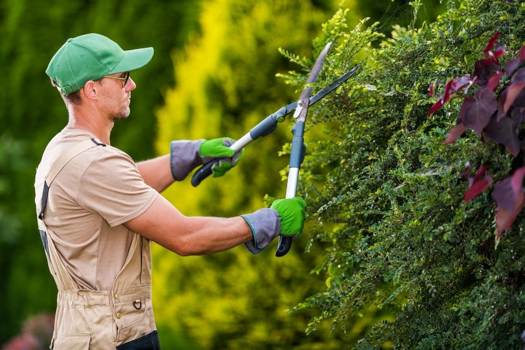 Why Bremerton Needs Tree Pruning Before Storm Season