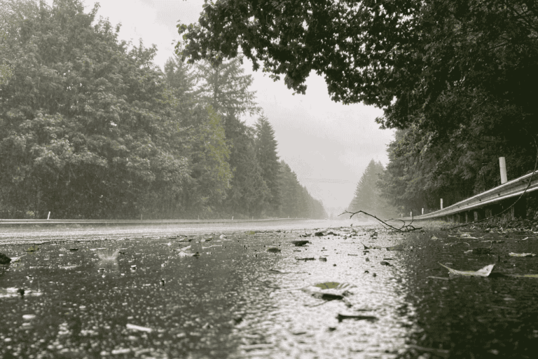 How Rainy Season Affects Trees in Port Orchard  
