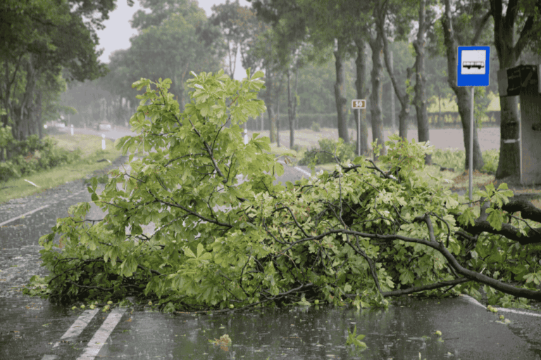 Rain and Wind Damage Tree Risks in Bremerton