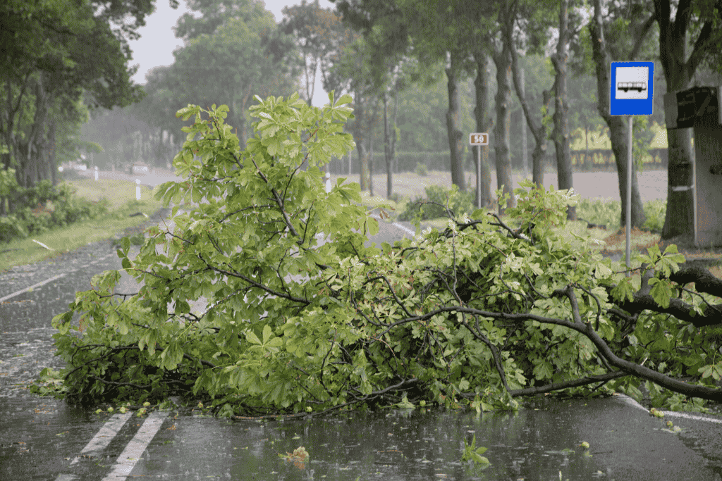 Rain & Wind Tree Damage Risks in Bremerton | Archon Tree