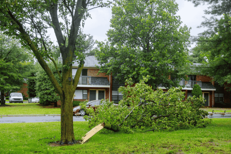 Storm-Damaged Trees What Bremerton Homeowners Should Do