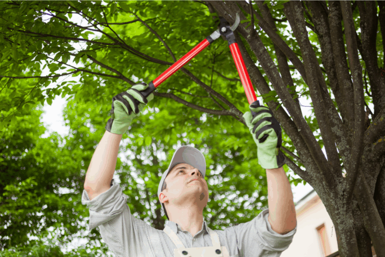 Storm Safety Tree Removal & Pruning in Rainy Washington sept