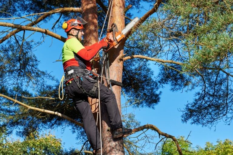 The Importance of Certified Arborists in Tree Care