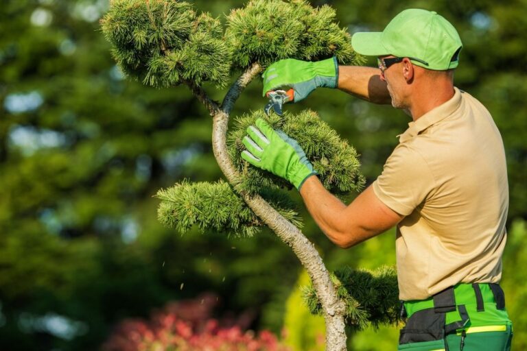 Tree Care