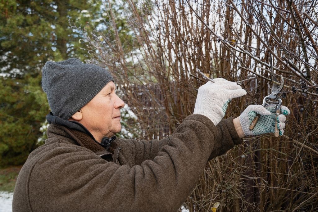 Winter Tree Care Tips for Washington Homeowners