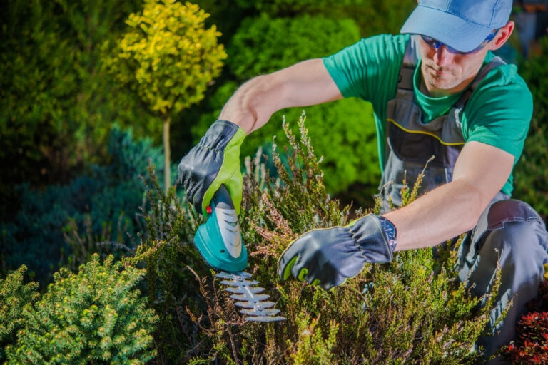 Tree Care