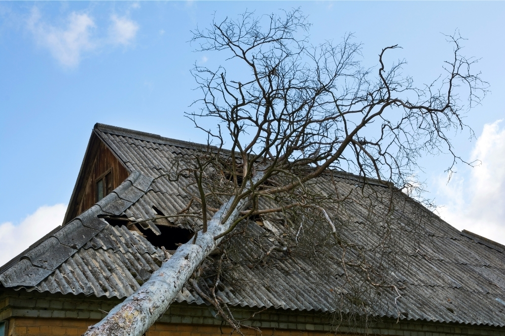 Storm-Damaged Trees: When Is It a True Emergency and Who Should You Call First?