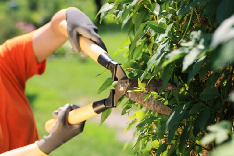 Summer View Trimming | Tree Services in Tacoma