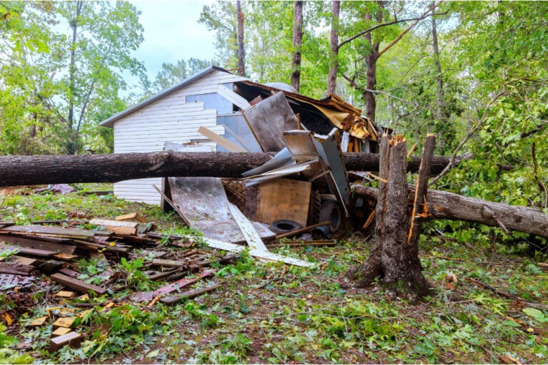 Tree Services in Tacoma | Fall Hazard Tree Guide