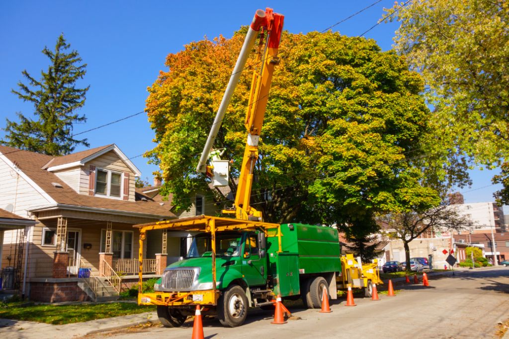 summer tree shrub removal trimming guide